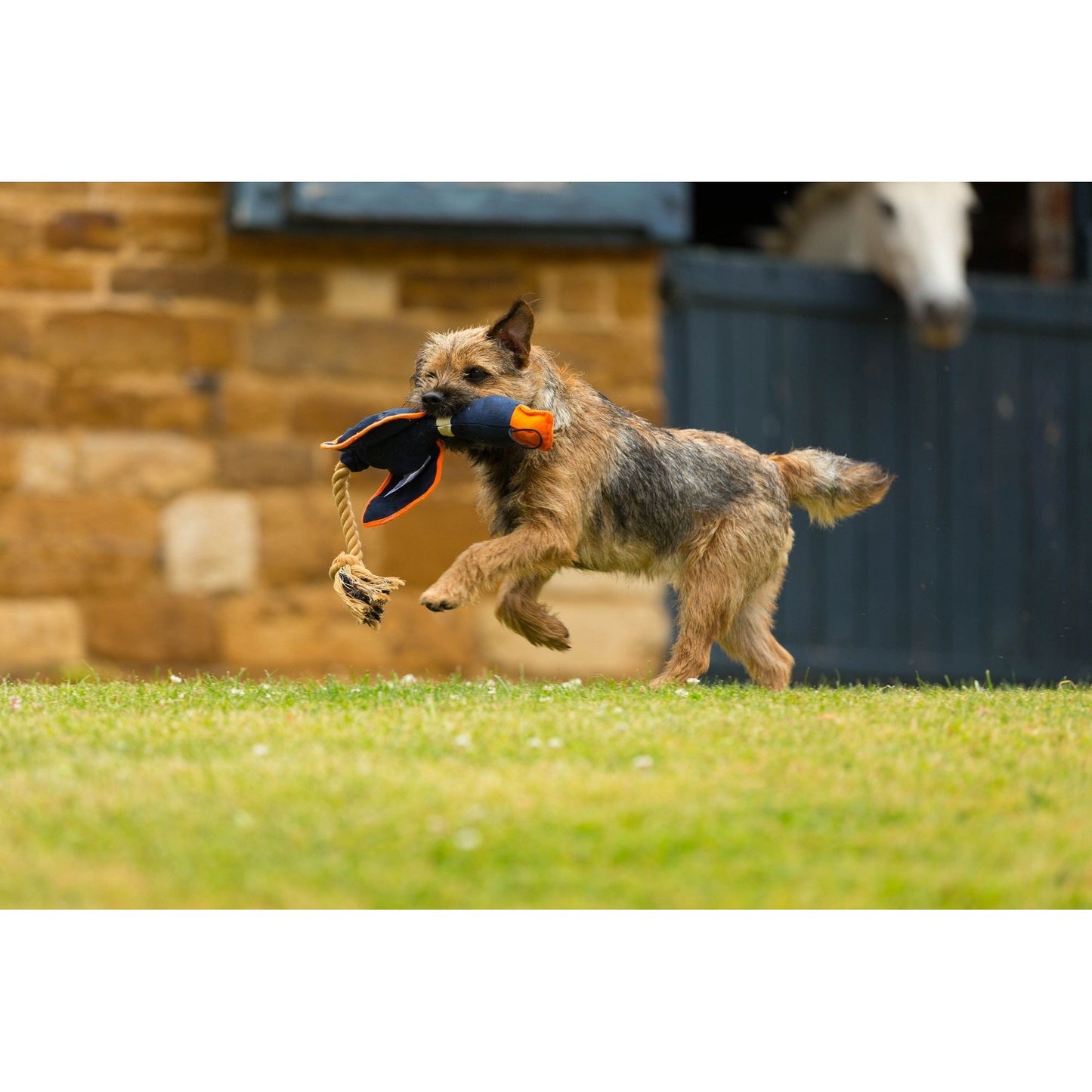 House of Paws Navy Duck Canvas Thrower Dog Toy