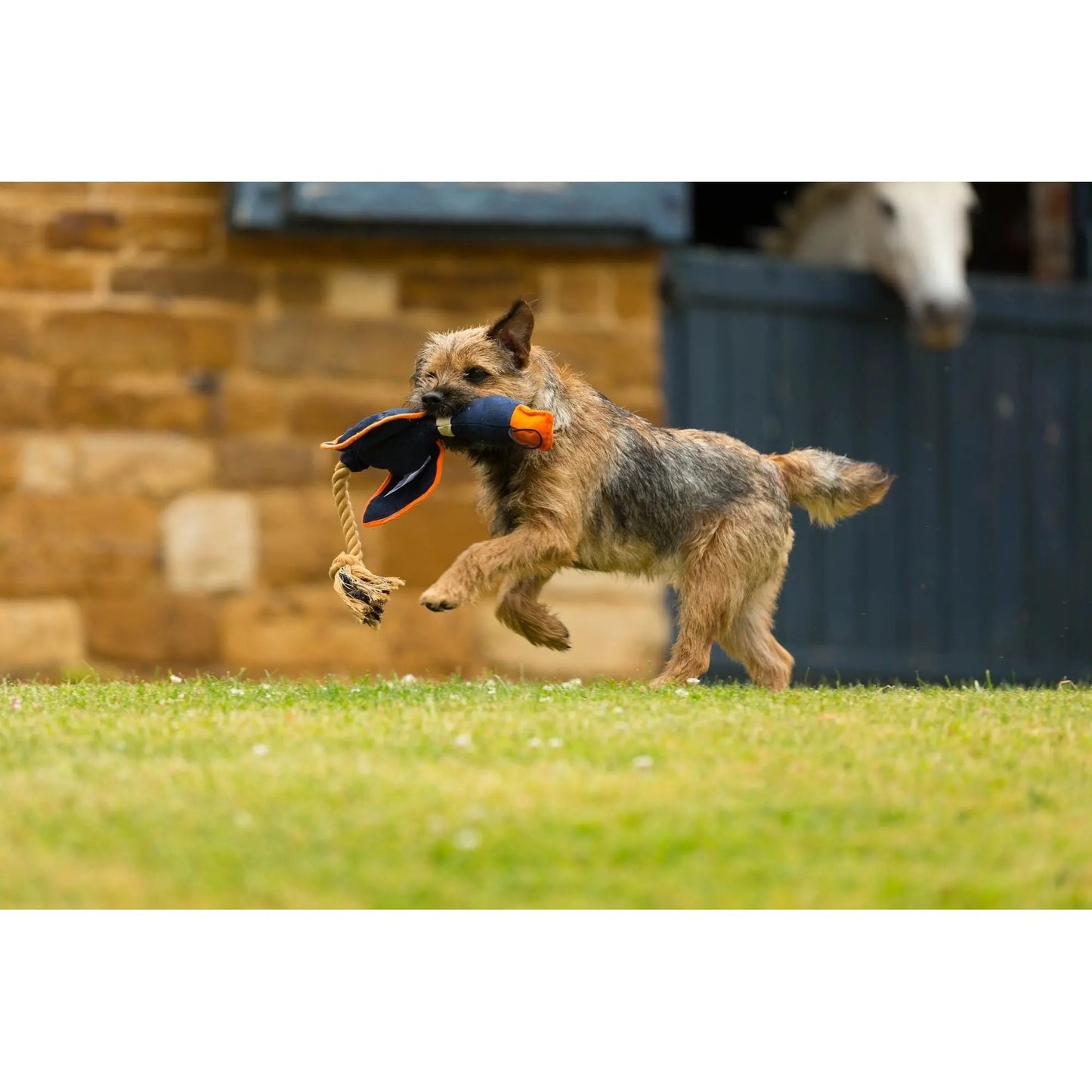 House of Paws Navy Duck Canvas Thrower Dog Toy House Of Paws