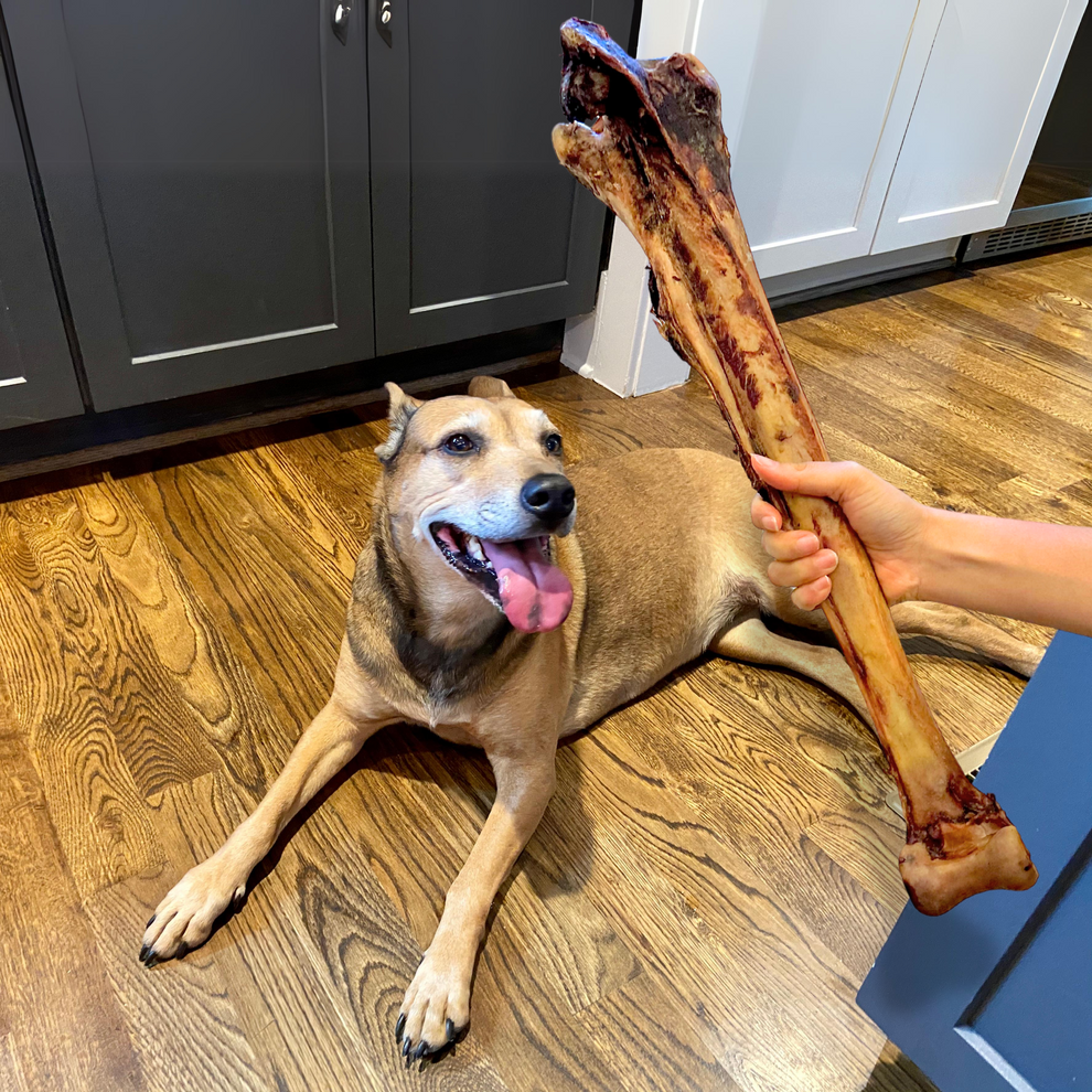 Ostrich Long Bone