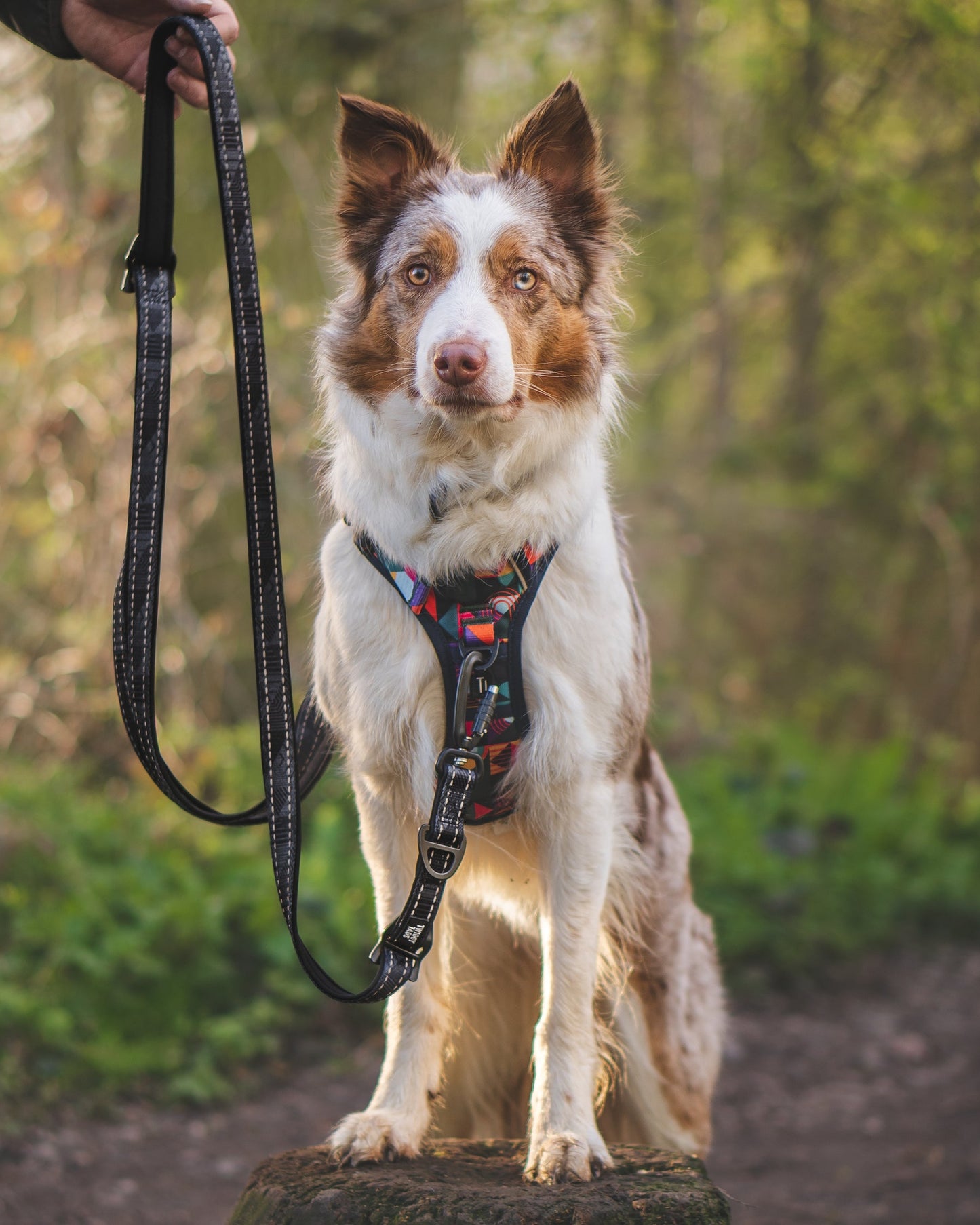 Twiggy Tags Multi-Way Lead - Onyx