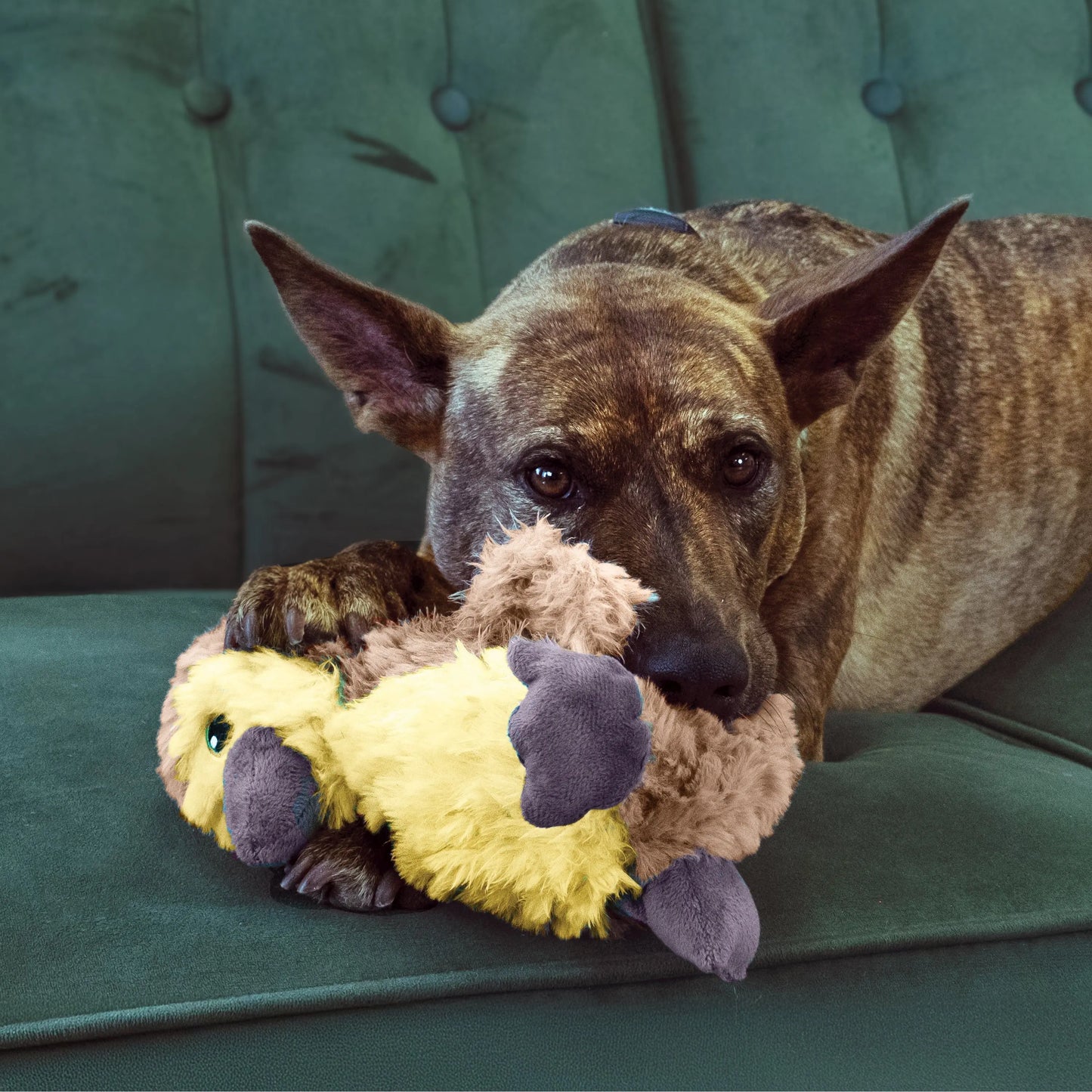 Kong Comfort Tykes Gosling Brid Dog Toy Kong