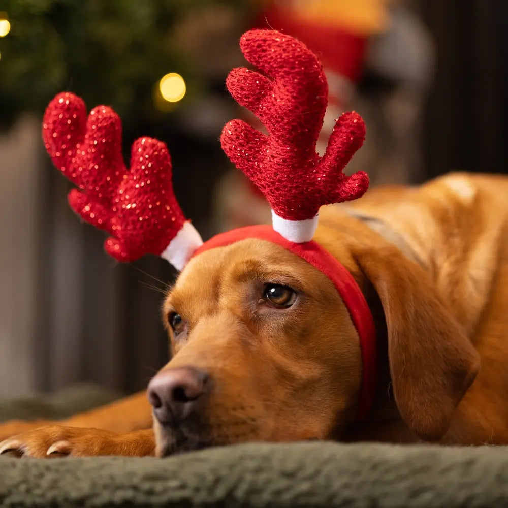 House Of Paws Red Sparkle Antlers - Headband For Dogs House Of Paws