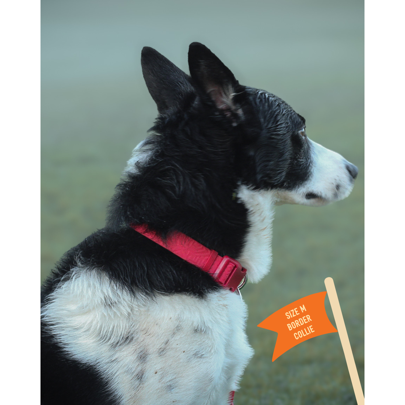 Twiggy Tags Tidal Waterproof Collar - Fresia