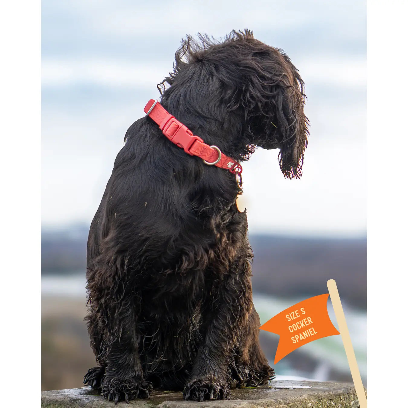 Twiggy Tags Tidal Waterproof Collar - Fresia Twiggy Tags