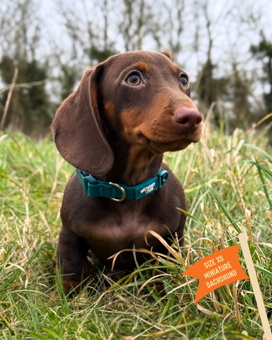 Twiggy Tags Tidal Waterproof Collar - Azure XS 23-30cm