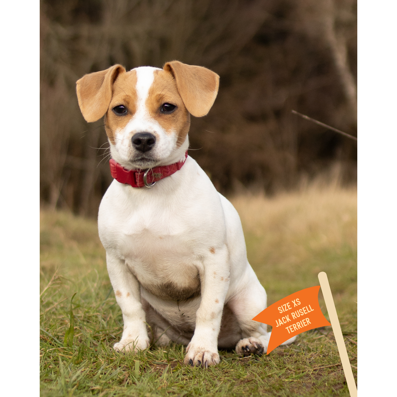 Twiggy Tags Tidal Waterproof Collar - Fresia