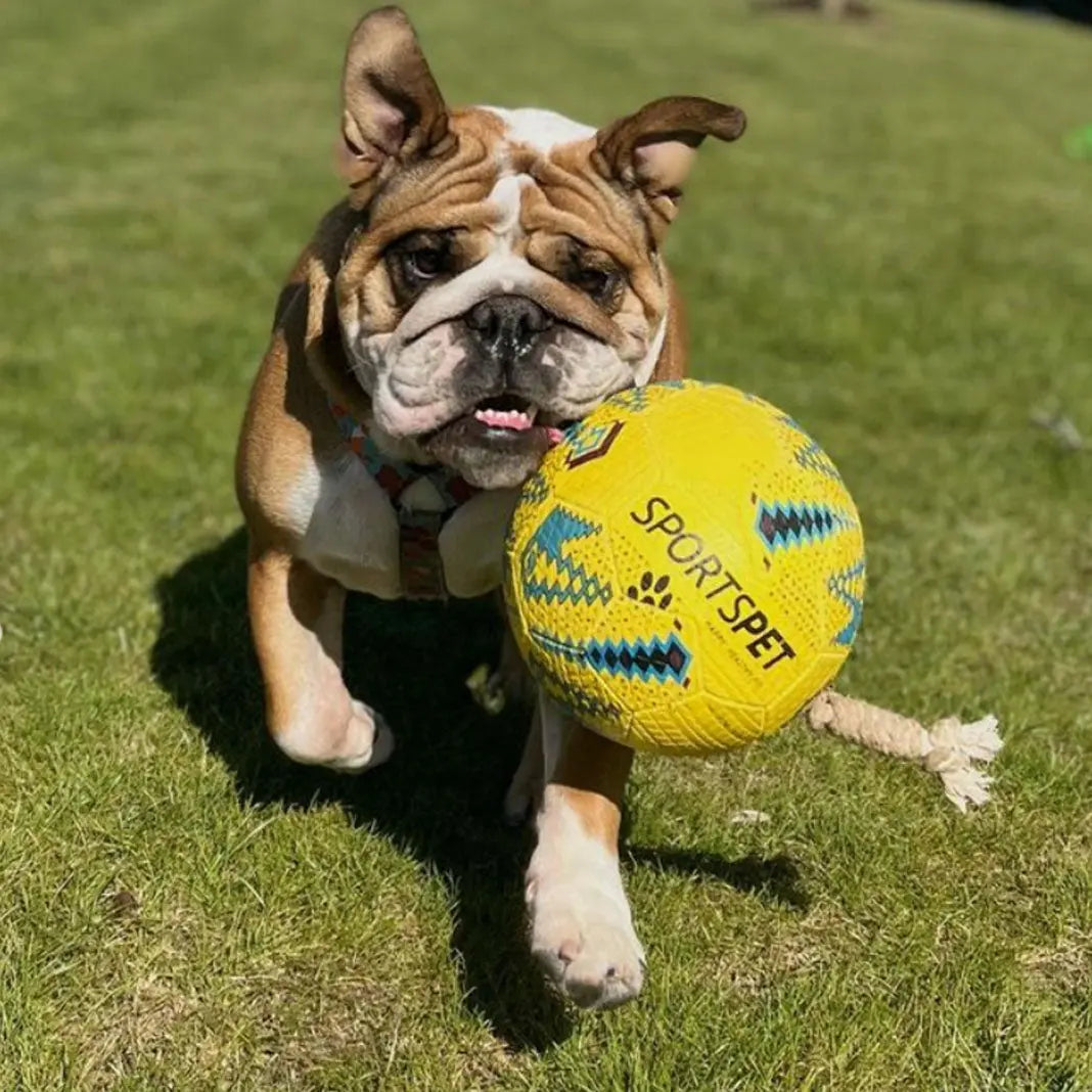 SPORTSPET Football Dog Toy Sportspet