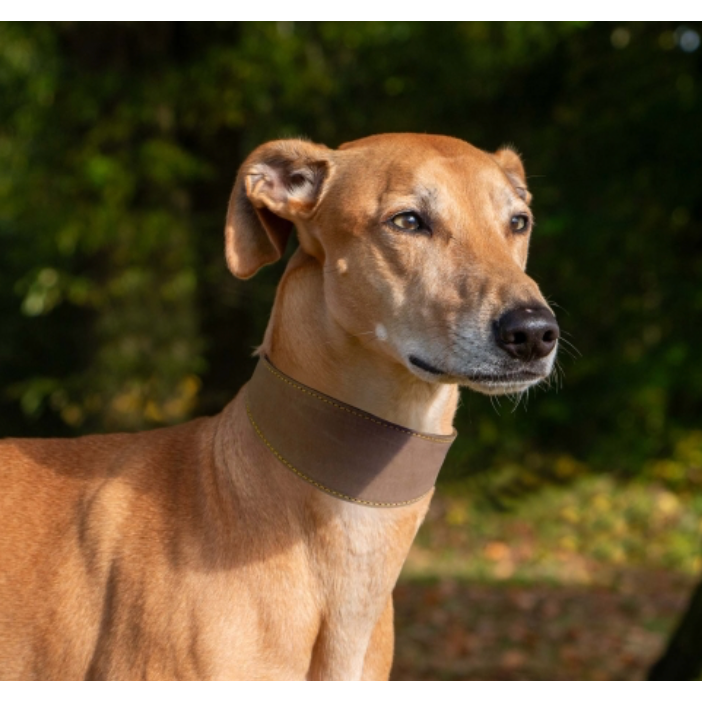 Timberwolf Whippet Leather Collar Sable 30-34cm