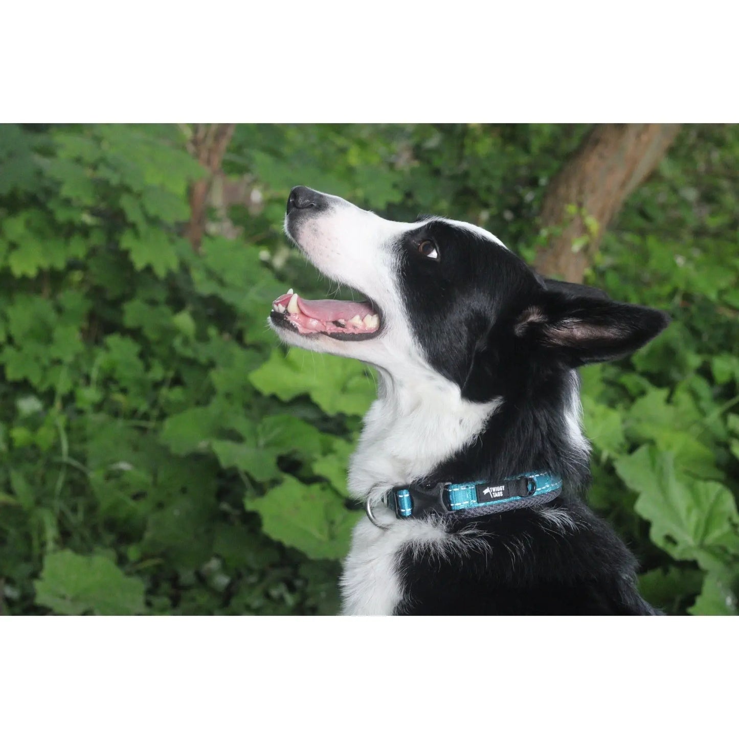 Twiggy Tags Adventure Collar - Tranquil Twiggy Tags