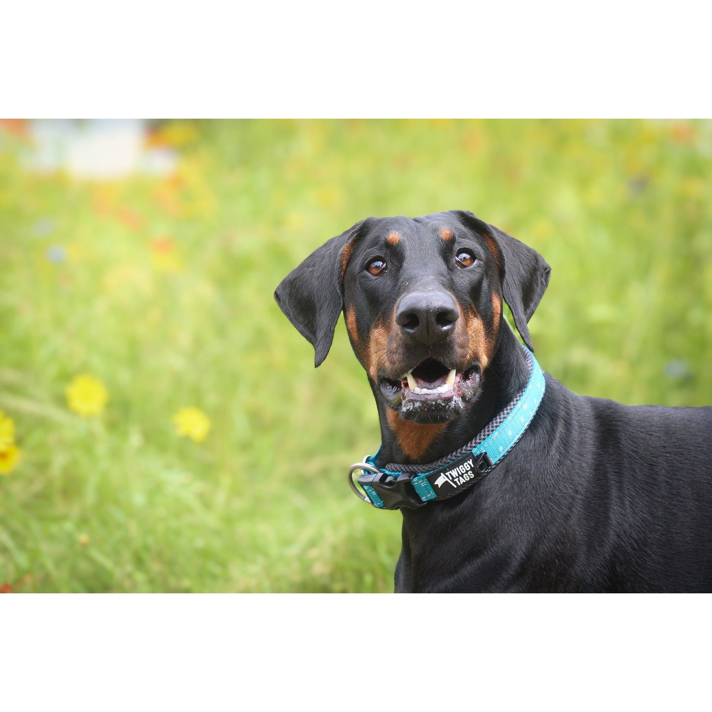 Twiggy Tags Adventure Collar - Tranquil