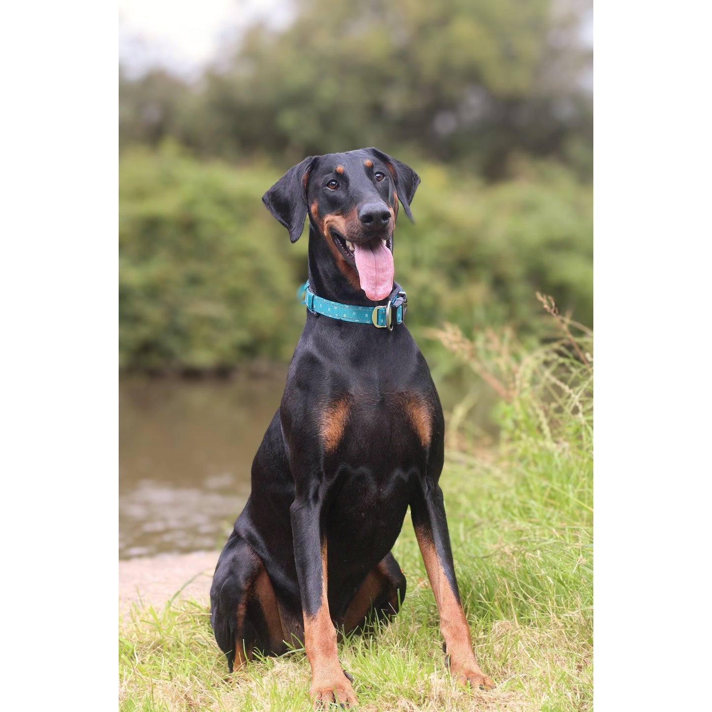 Twiggy Tags Adventure Collar - Tranquil