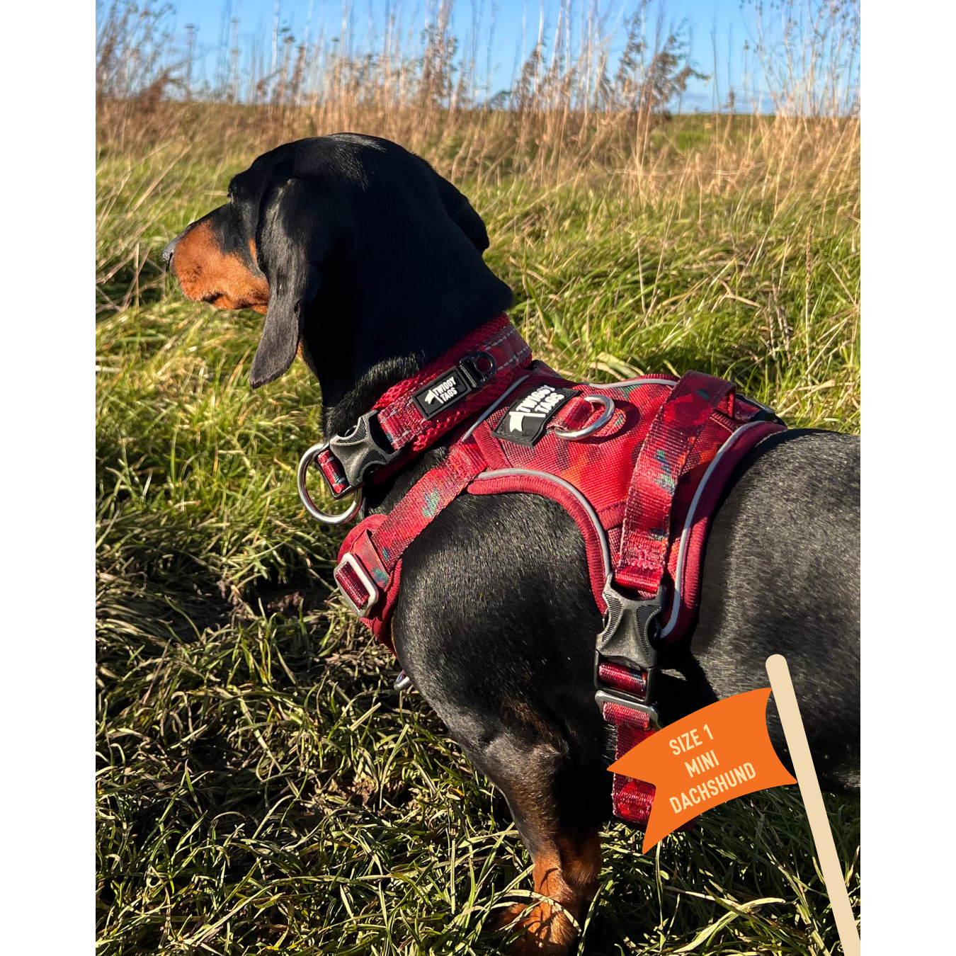 Twiggy Tags Collar Alpenglow Size 3