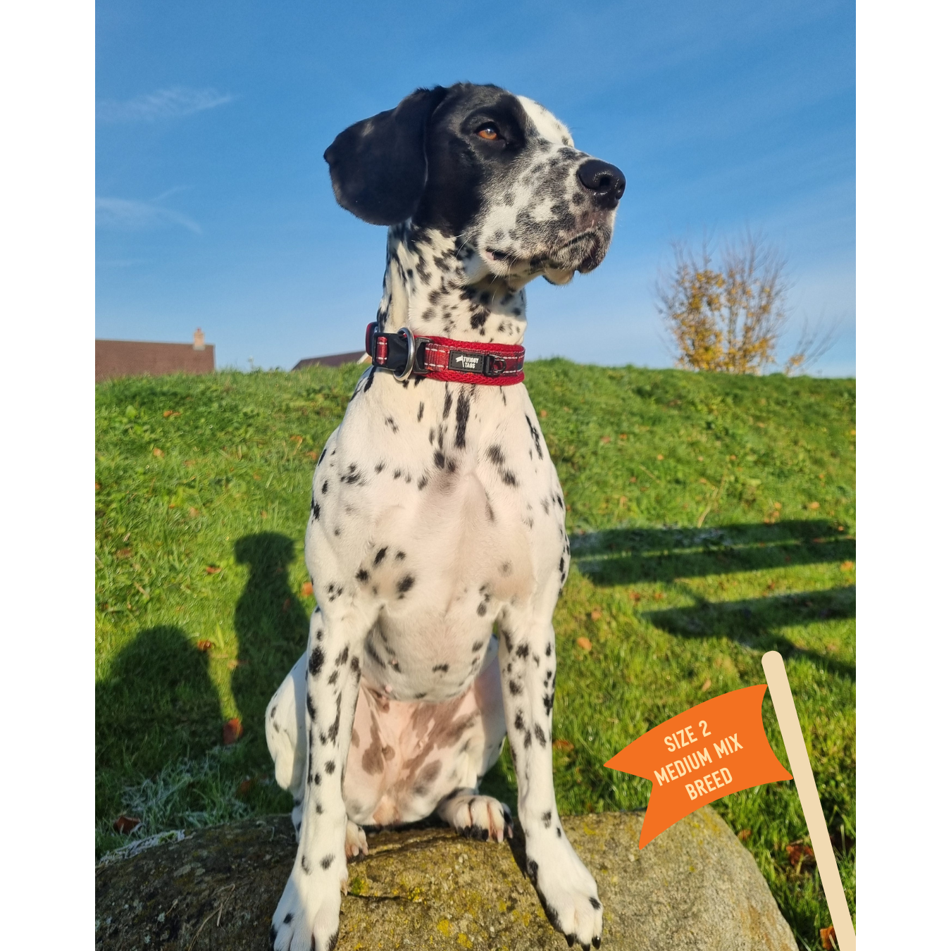 Twiggy Tags Collar Alpenglow Size 3