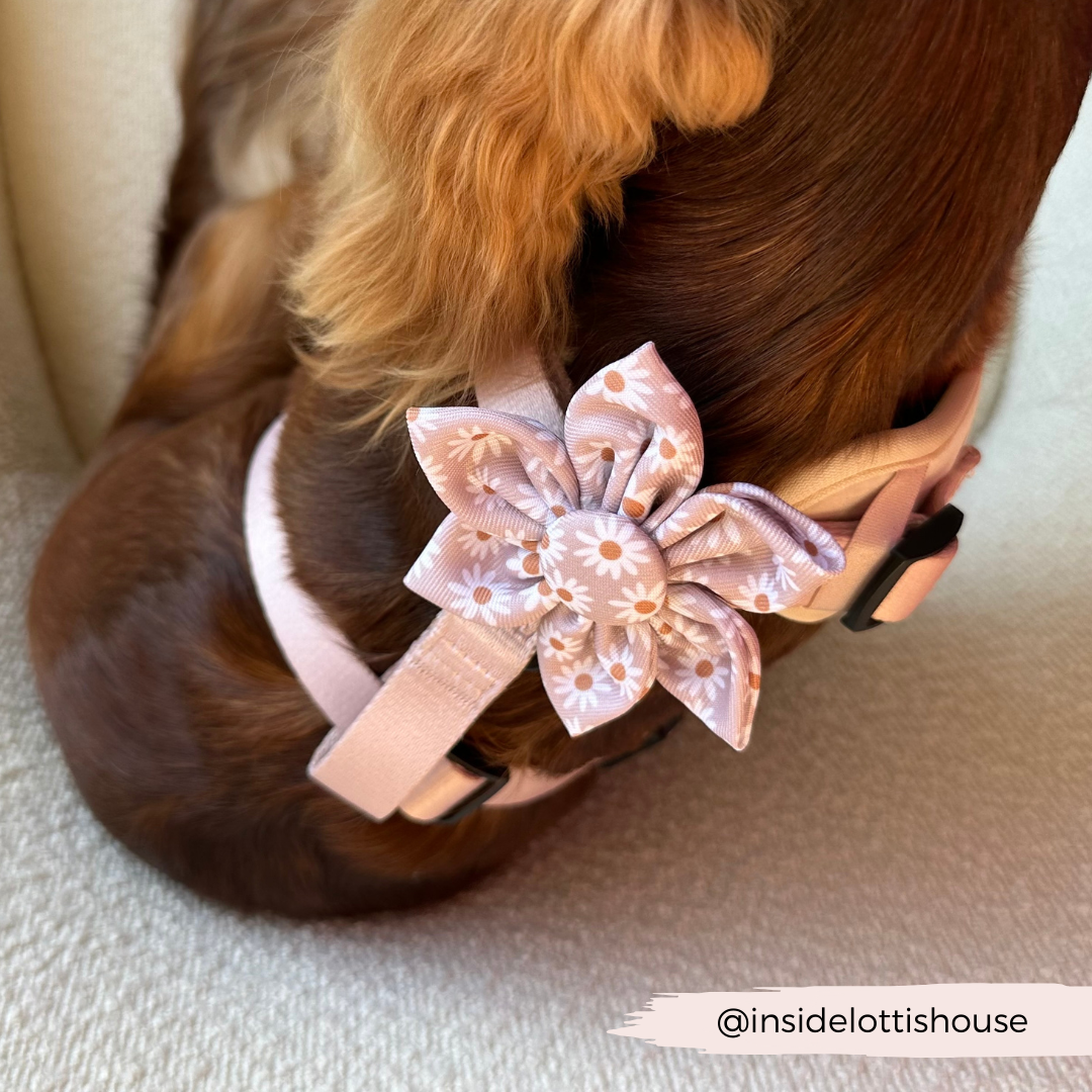 CocoPup London Daisy Chain Collar Flower