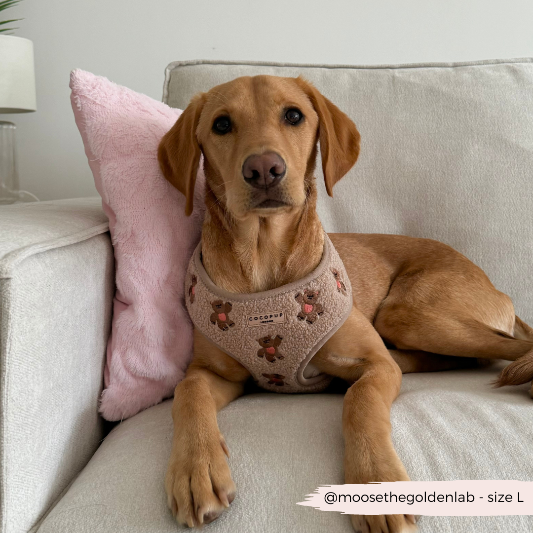 CocoPup London Theo Embroidered Teddy Adjustable Neck Harness
