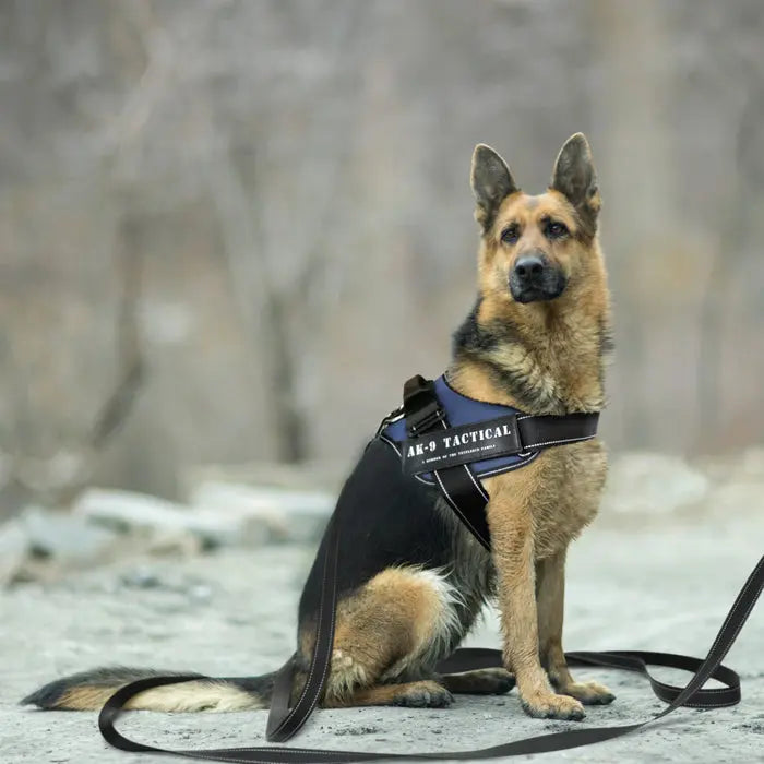 AK9 Training Lead 10M -