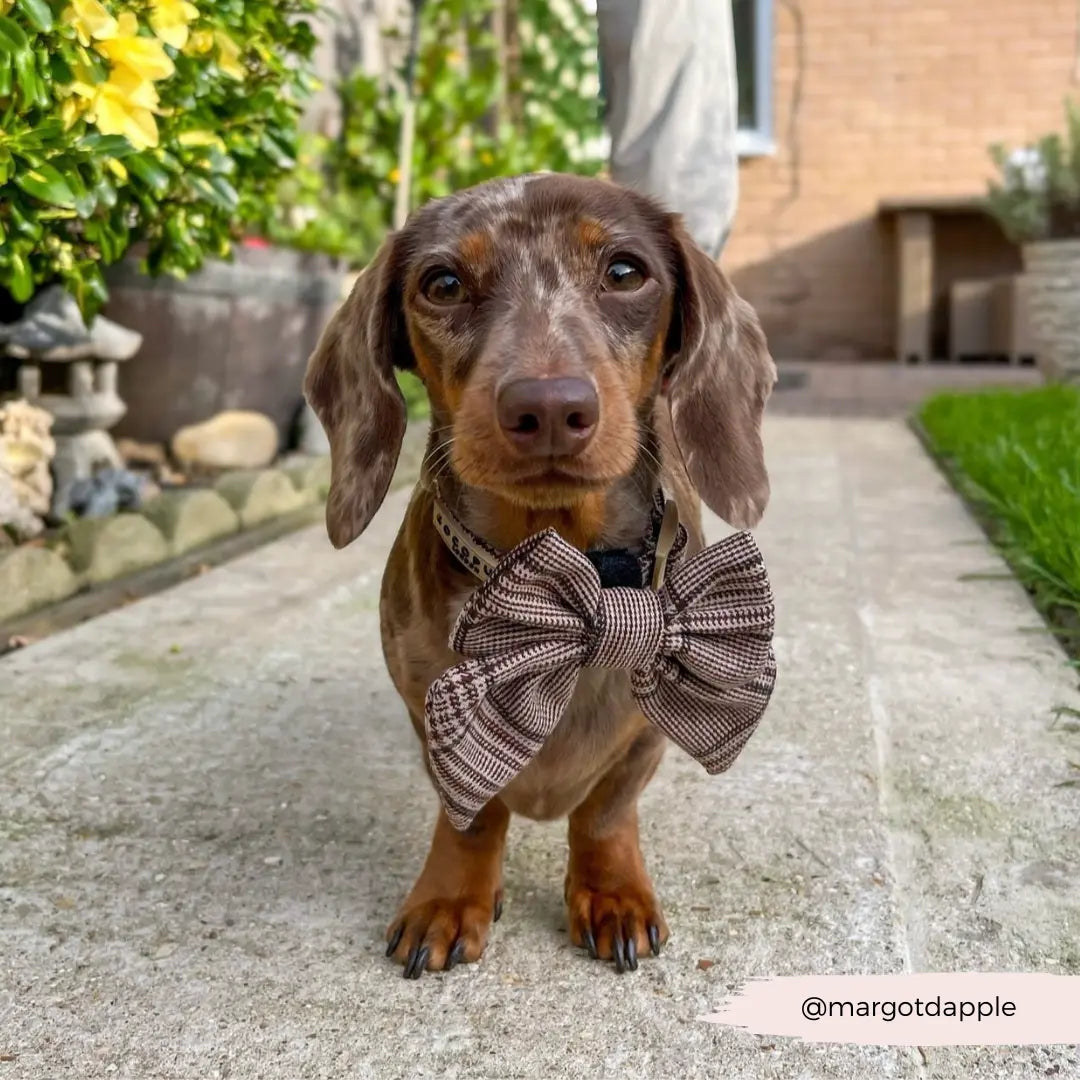 Cocopup London - Pup Plaid Sailor Bow Tie Cocopup London