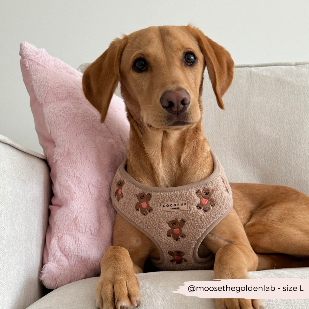 CocoPup London Theo Embroidered Teddy Adjustable Neck Harness