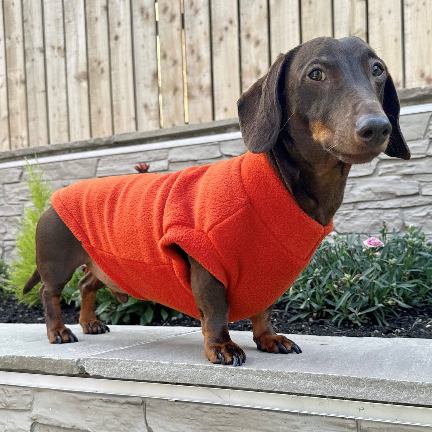 Pawsome Suits - Dachshund Jumper in Polar Fleece (Slim)