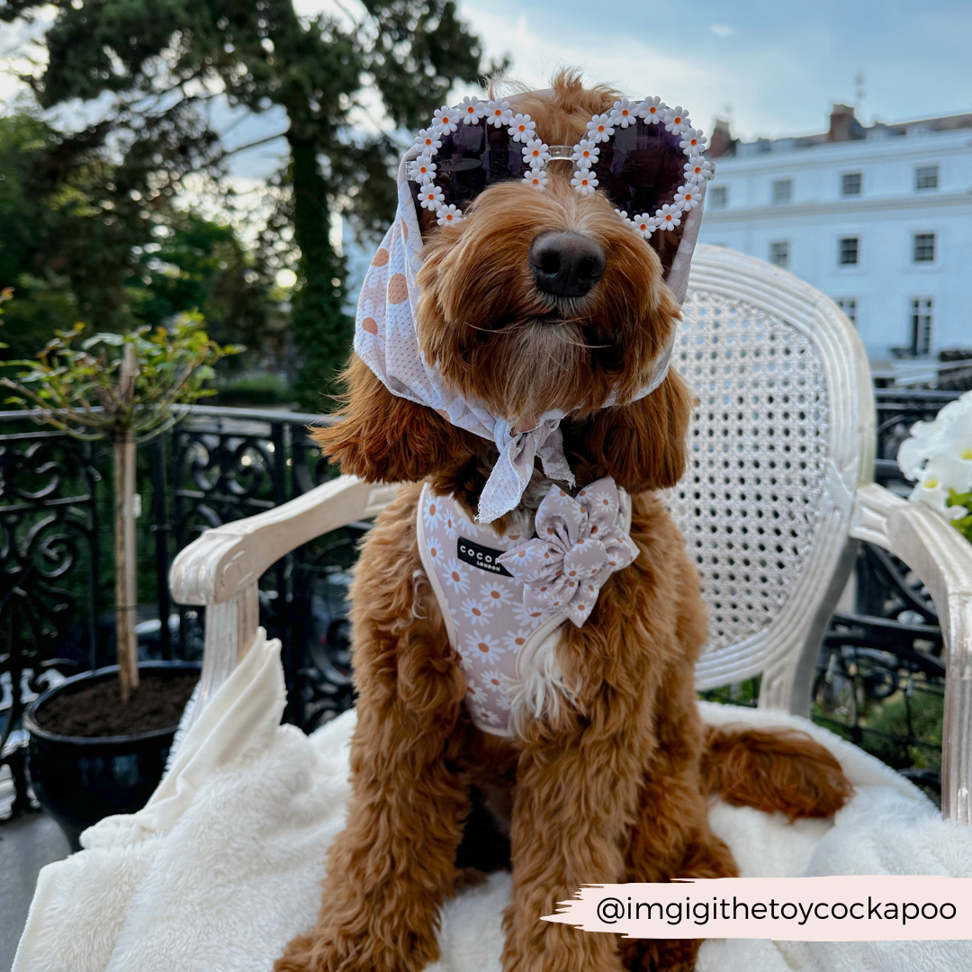 CocoPup London Daisy Chain Collar Flower