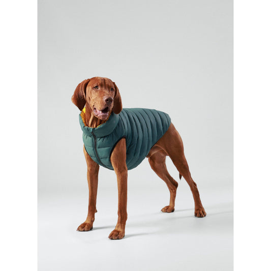 Hackett x Hugo Hudson Dog Puffer Jacket, Forest Green & Gold