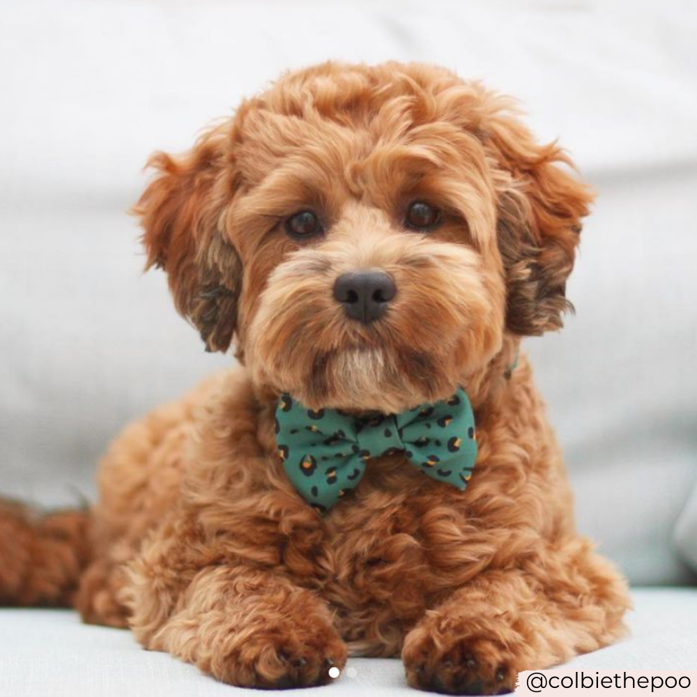 Cocopup London - Khaki Leopard Bow Tie