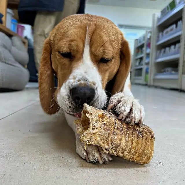 Natural 100% Beef Trachea Dog Treat - 1kg JR Pet Products
