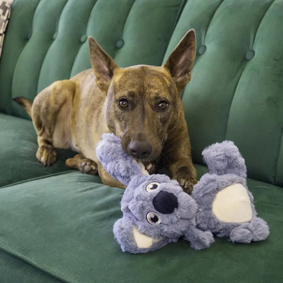 KONG Scrumplez Koala Medium Pedigree