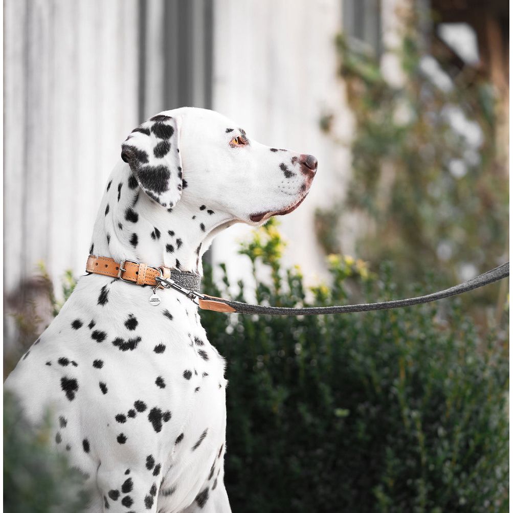 Essentials Herdwick Dog Collar in Graphite by Lords & Labradors