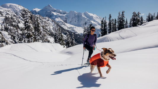 Traveling With Pets