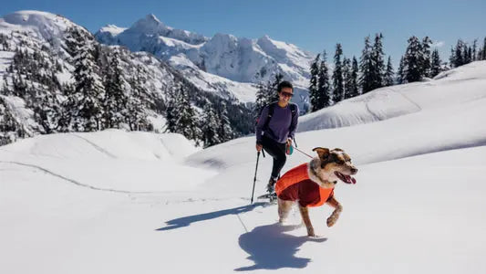 Traveling With Pets