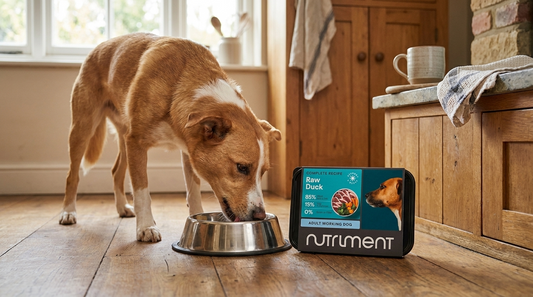 Dog eating Nutriment raw dog food from a bowl in a British kitchen