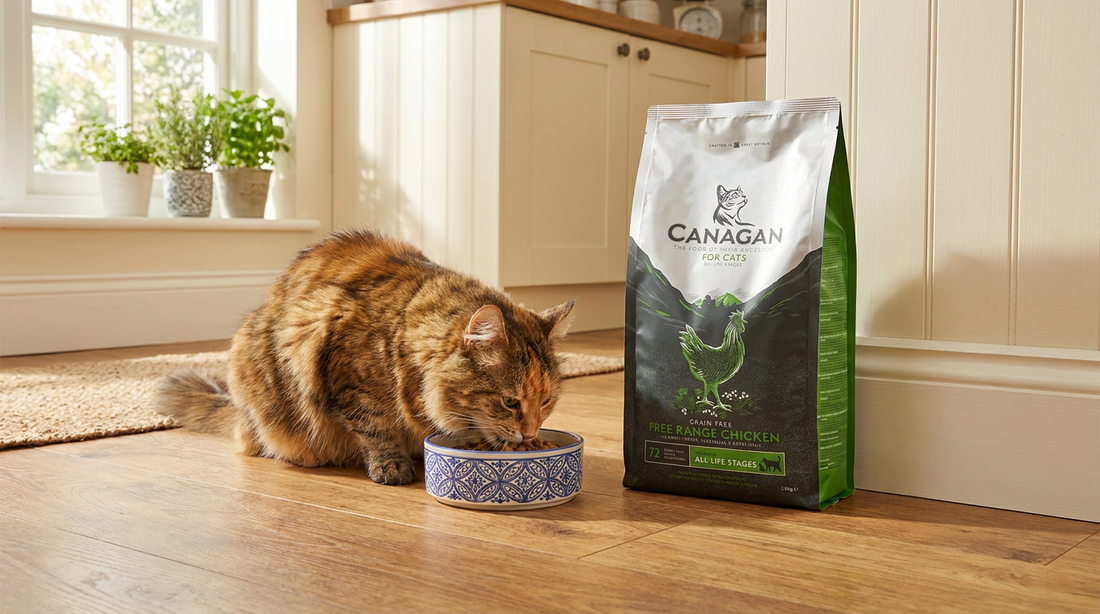 Tabby cat eating from a bowl with the real Canagan Free Range Chicken cat food bag visible in a British kitchen