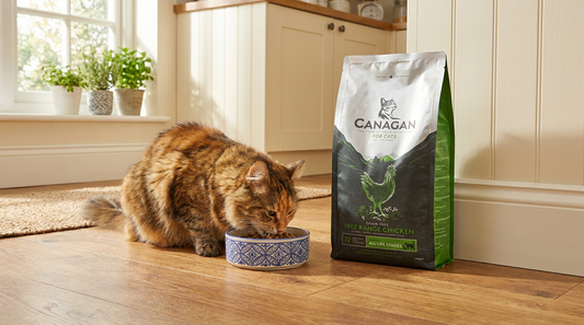 Tabby cat eating from a bowl with the real Canagan Free Range Chicken cat food bag visible in a British kitchen