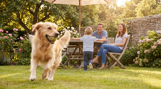 Happy dog playing in a sunny family garden