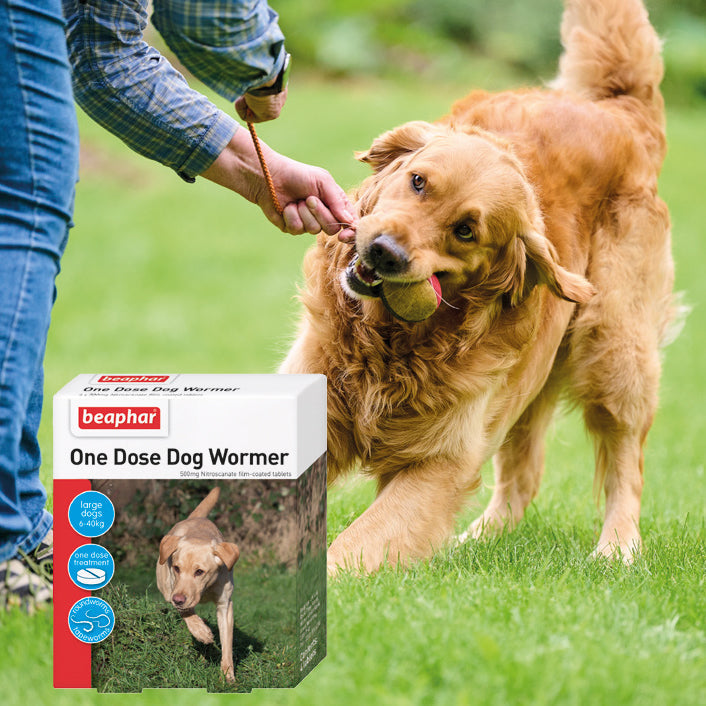 Dog Wormer Treatment