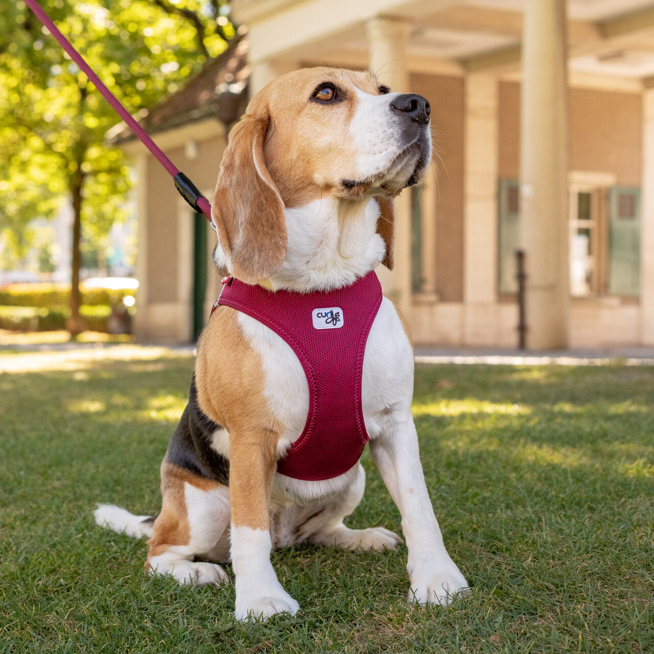 Dog Harnesses