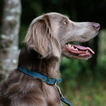 Dog Leads, Collars & Harnesses
