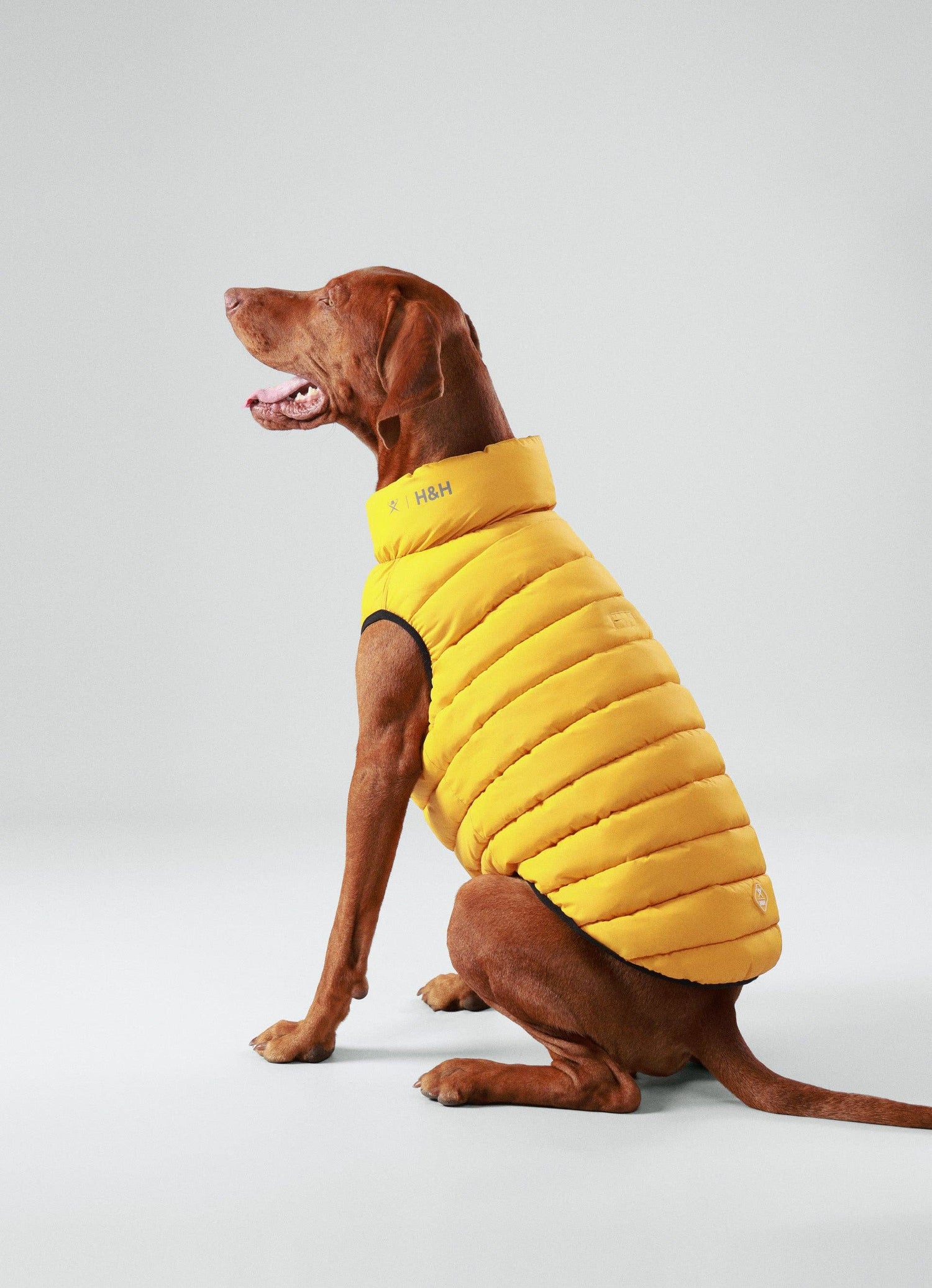 Dog Clothing