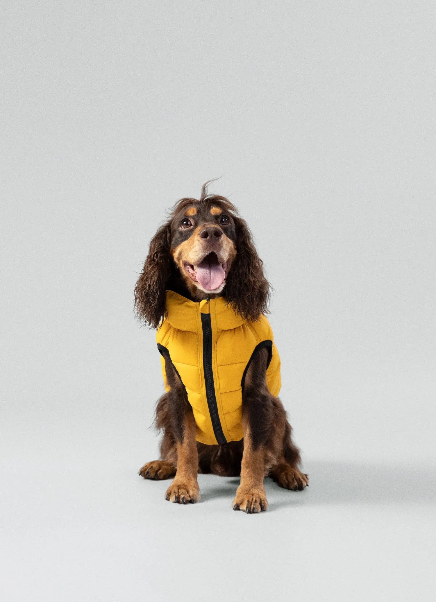 Dog Coats