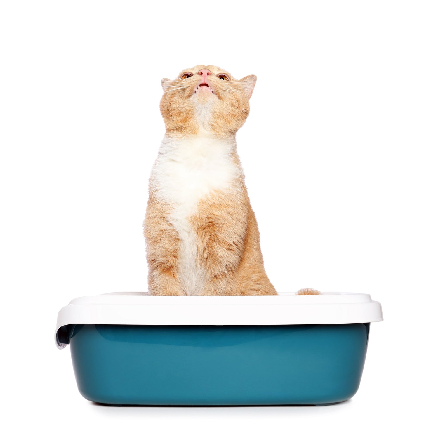Cat Household Products