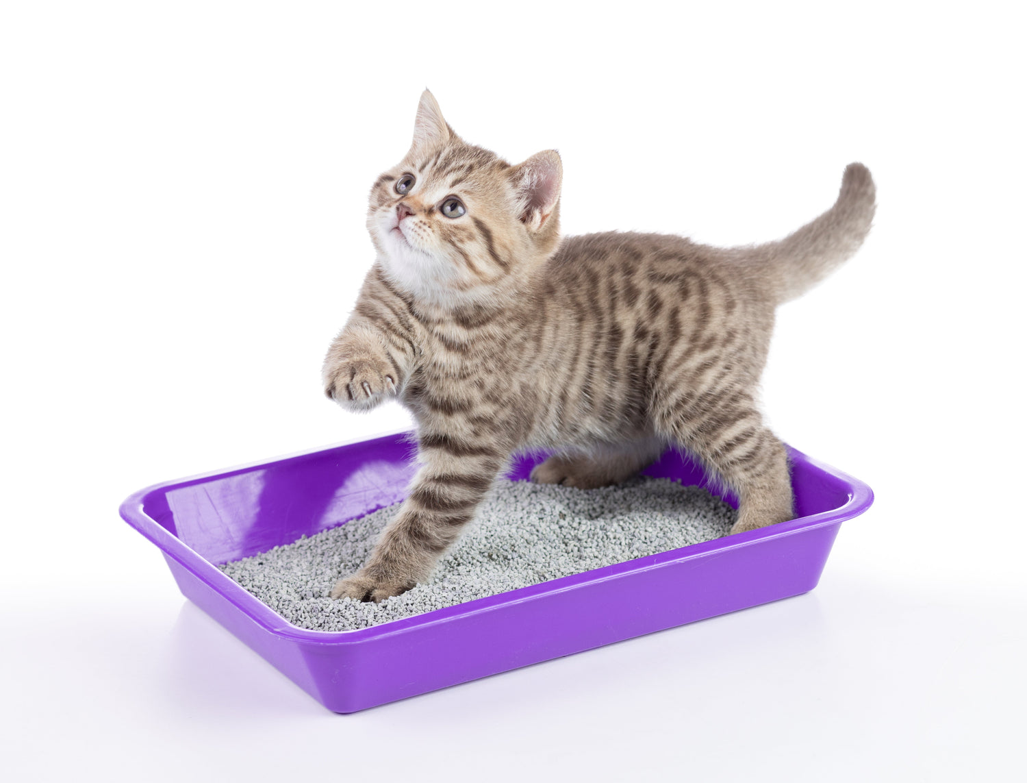 Cat Litter