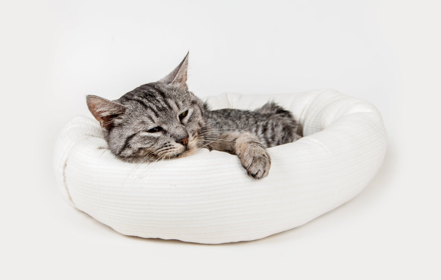 Cat Accessories
