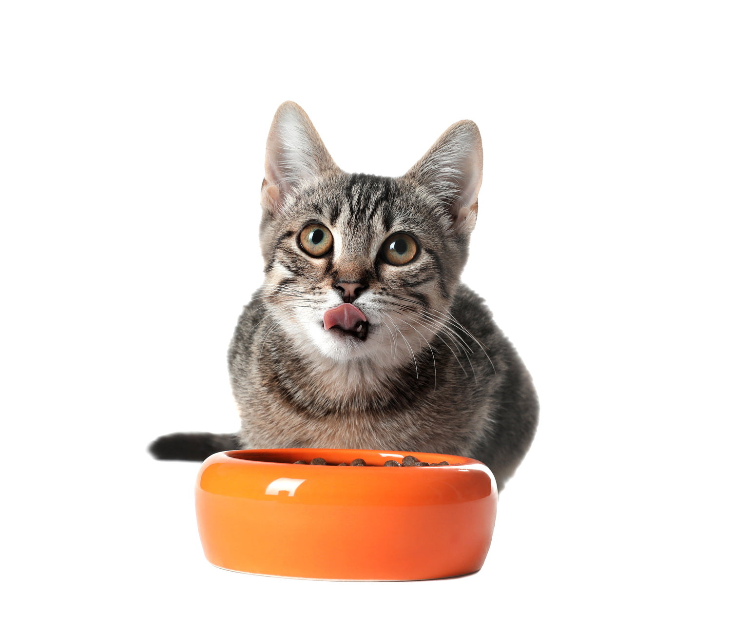 Cat Bowls