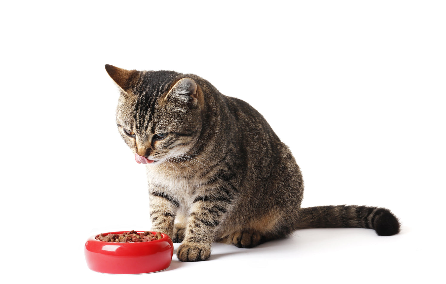 Cat Food