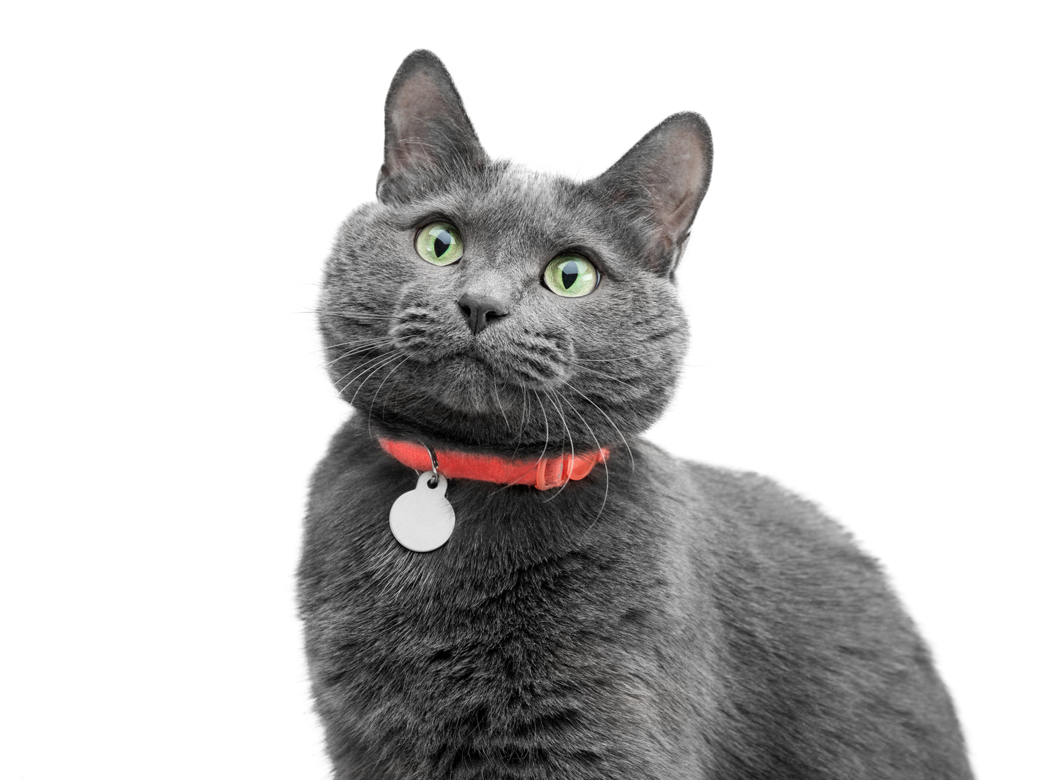 Cat Collars