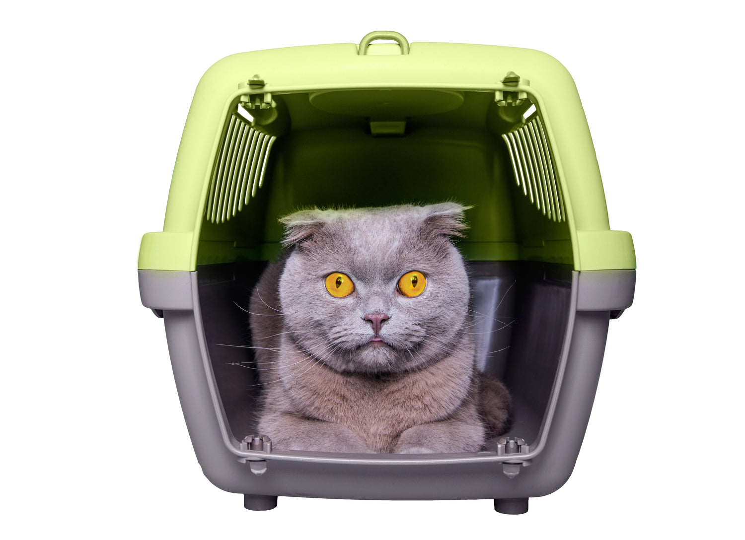 Cat Travel