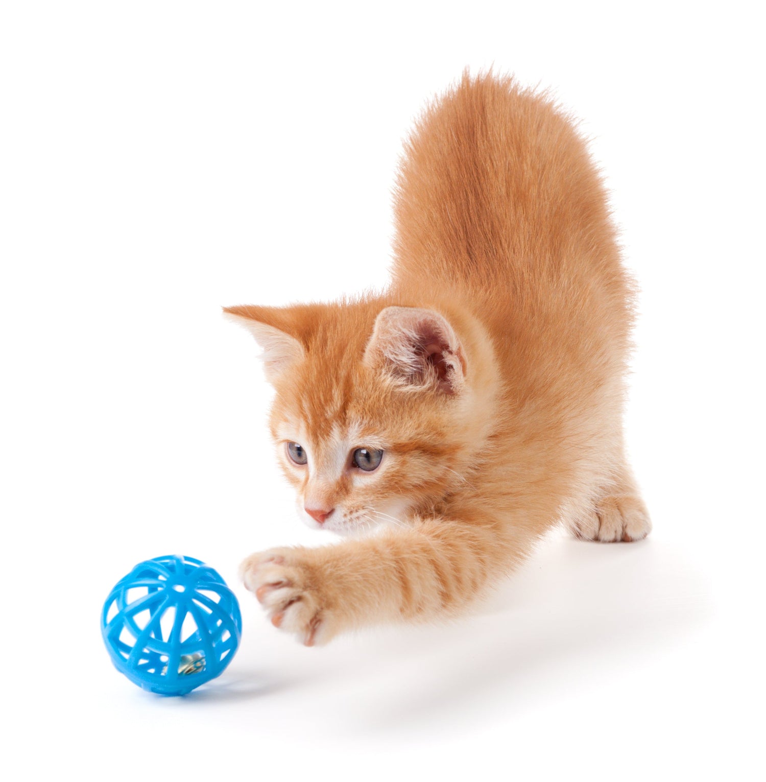 Cat Play