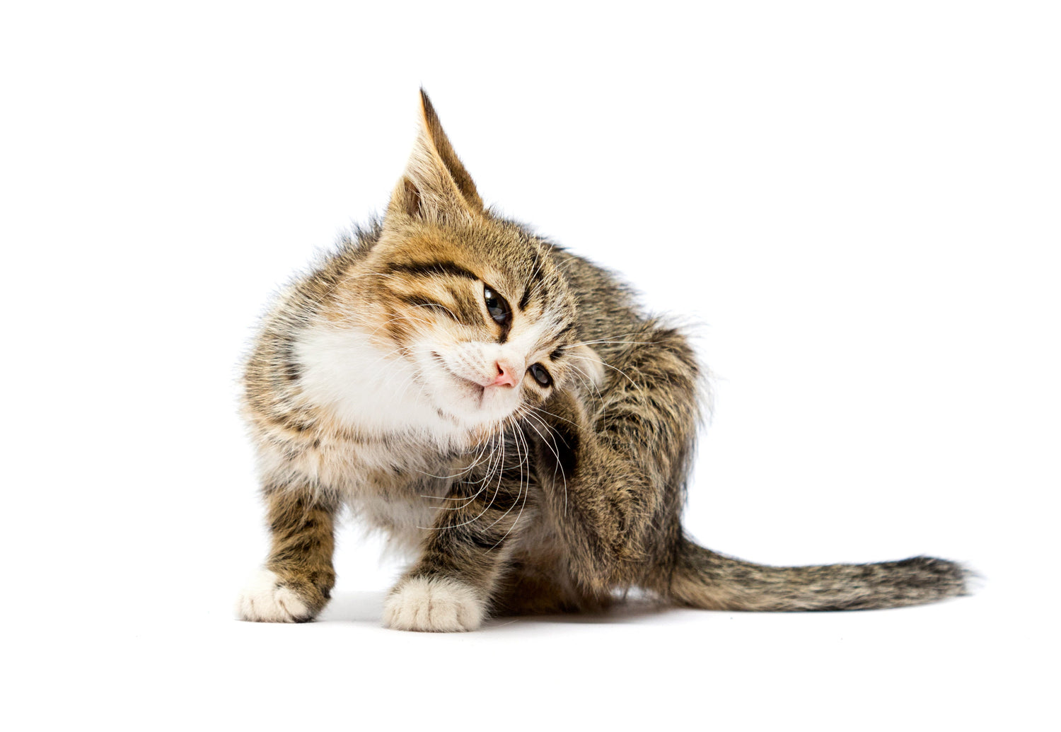 Cat Flea & Tick