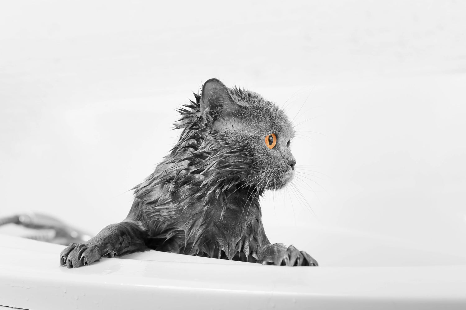 Cat Shampoo & Sprays